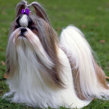 /pages/deep-learning/img/image-classification/shih-tzu.png